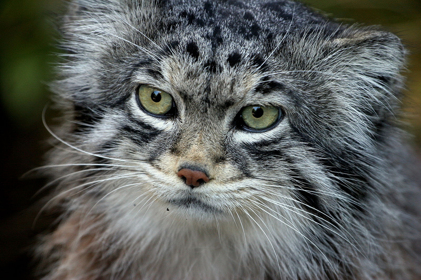 Manul 2
